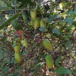Semillas de copihue variedad rojas.