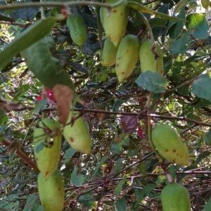 Semillas de copihue variedad rojas.