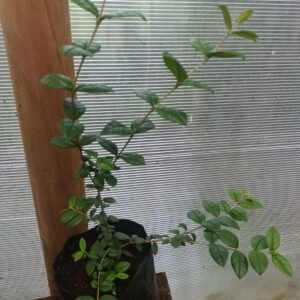 Plantas de arrayán.
