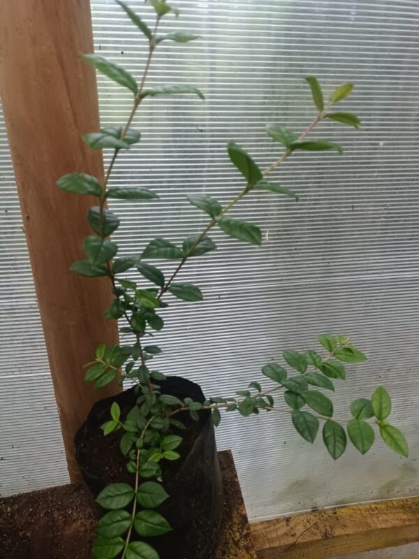 Plantas de arrayán.