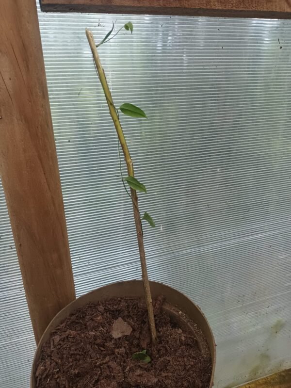 Plantas de copihues. - Imagen 2
