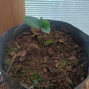 Plantas de copihues.