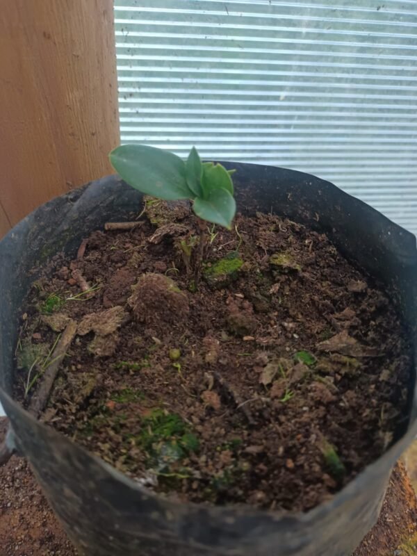 Plantas de copihues.